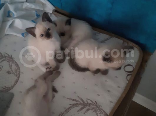 Sadece 2 Dışı Kedimiz Mevcut Elimizde Erkekler Verildi görsel