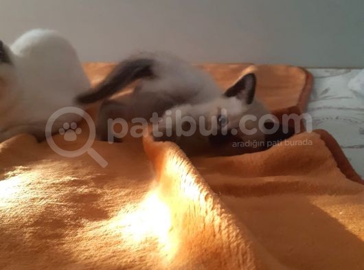 Sadece 2 Dışı Kedimiz Mevcut Elimizde Erkekler Verildi görsel