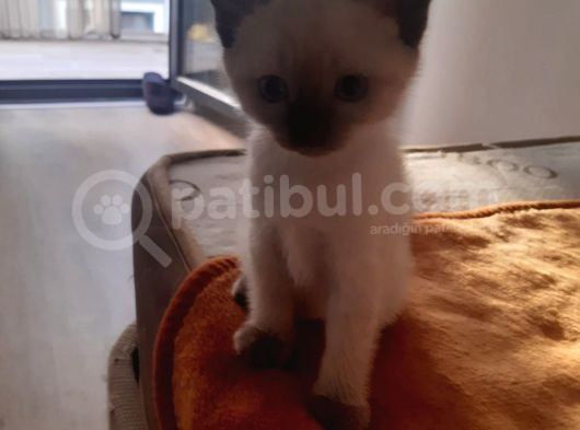 Sadece 2 Dışı Kedimiz Mevcut Elimizde Erkekler Verildi görsel
