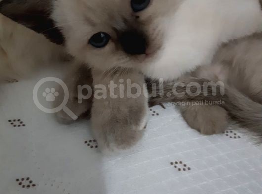 Sadece 2 Dışı Kedimiz Mevcut Elimizde Erkekler Verildi
