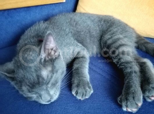 Oyuncu British