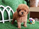 Irkının En İyisi Safkan Toy Poodle Yavrularımız
