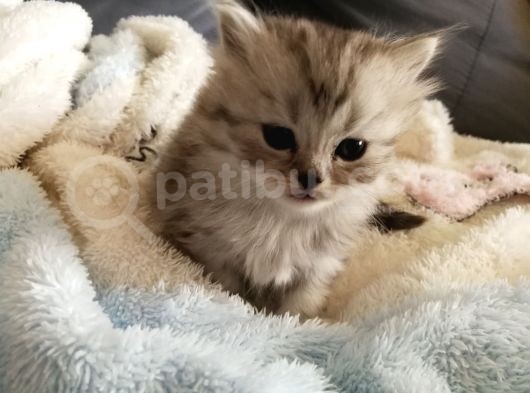 2 Aylık British Longhair Silver