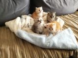 2 Aylık British Longhair Silver