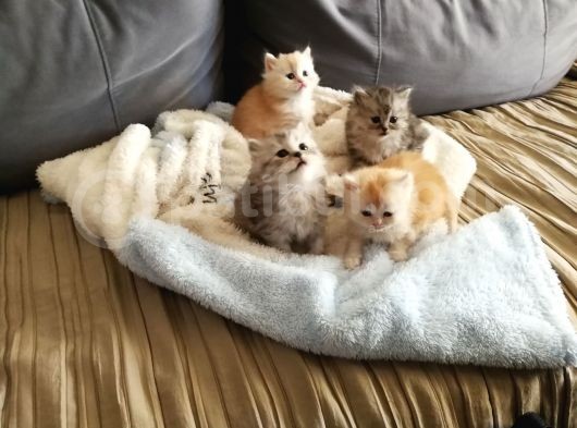 2 Aylık British Longhair Silver görsel