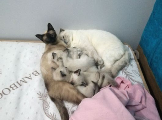 Sadece 2 Dışı Kedimiz Mevcut Elimizde Erkekler Verildi görsel