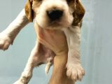 Cavalier King Charles Yavrularımız