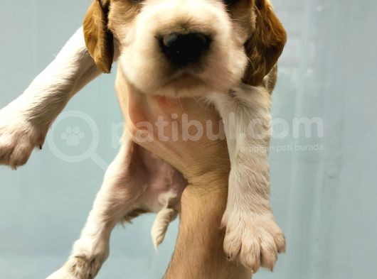 Cavalier King Charles Yavrularımız görsel