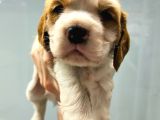 Cavalier King Charles Yavrularımız