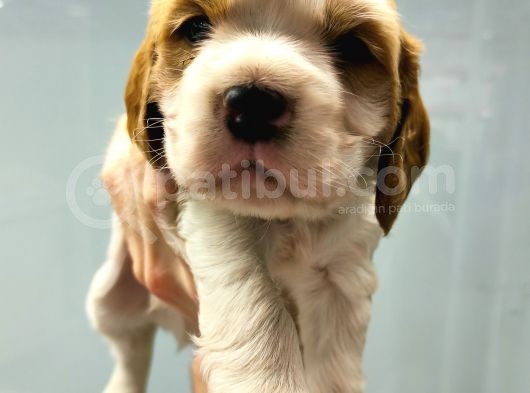 Cavalier King Charles Yavrularımız görsel