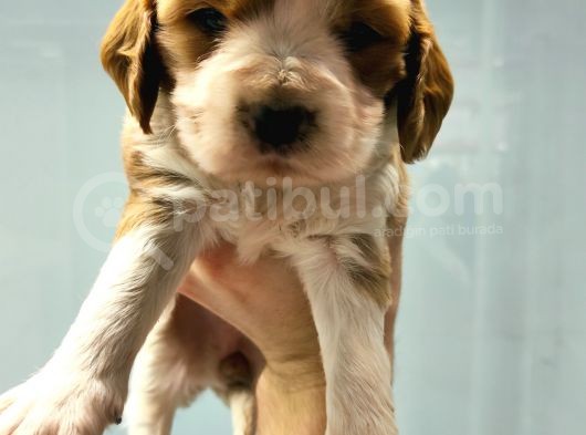 Cavalier King Charles Yavrularımız