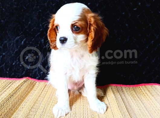Cavalier Yavrumuz