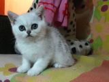British Shorthair Silver Dişi Kedi Yeni Yuvasını Arıyor