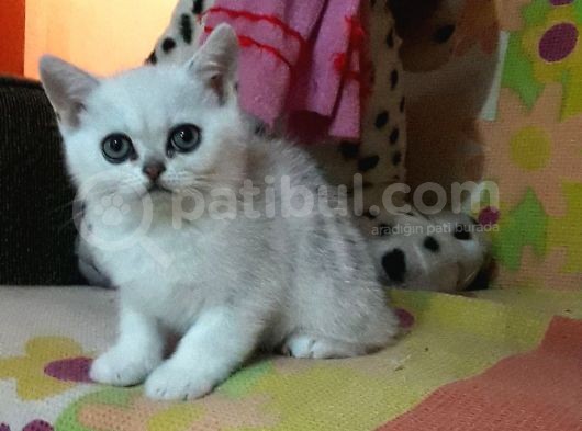 British Shorthair Silver Dişi Kedi Yeni Yuvasını Arıyor