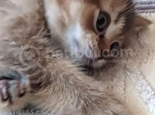 Golden British Bebek