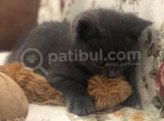 2.5 Aylık 2 Adet Ev Kedilerimiz görsel