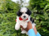 Yavru Morkie
