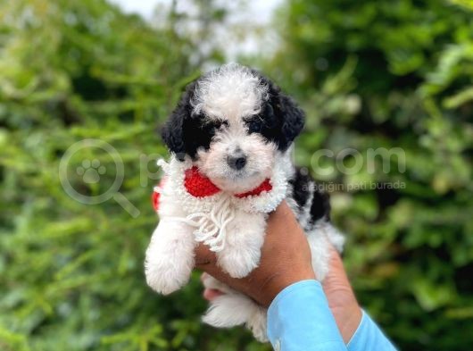 Yavru Morkie görsel