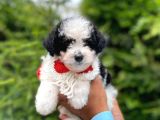 Yavru Morkie