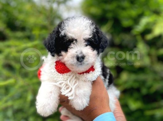 Yavru Morkie görsel