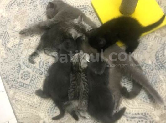 2.5 Aylık 2 Adet Ev Kedilerimiz görsel