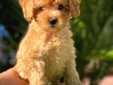 Irkının En İyisi Sağlık Garantili Toy Poodle Yavrularımız