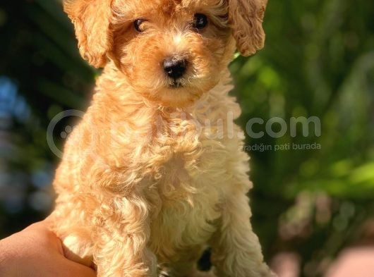 Irkının En İyisi Sağlık Garantili Toy Poodle Yavrularımız görsel