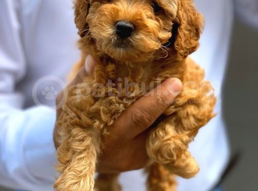 Irkının En İyisi Sağlık Garantili Toy Poodle Yavrularımız