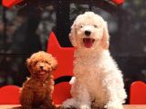 Çok Güzel Ve Kaliteli Poodle Yavrular