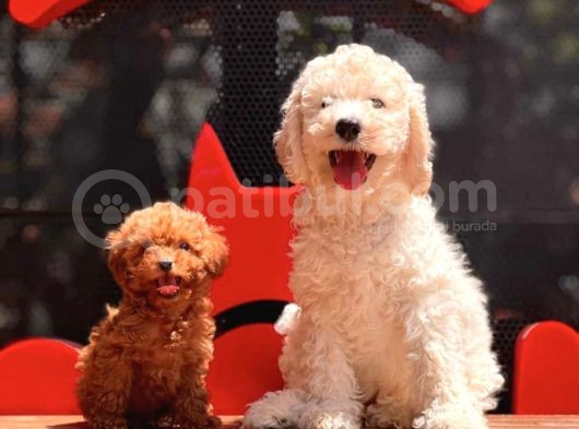 Çok Güzel Ve Kaliteli Poodle Yavrular görsel