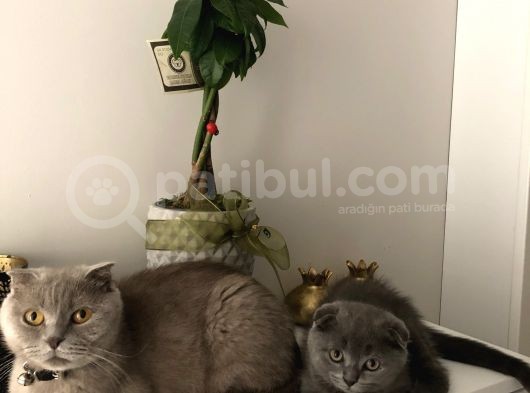 2.5 Aylik Hemen Teslim.orjinal Ev Ortaminda Anne Sutunu Yeterince Almis Suandada Nd Kitten Ile Besleniyor Gayet Sagliklilar.veteriner Kontrolleri Yapildi. görsel