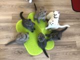 2.5 aylik hemen teslim.Orjinal ev ortaminda anne sutunu yeterince almis suandada nd kitten ile besleniyor gayet sagliklilar.Veteriner kontrolleri yapildi.