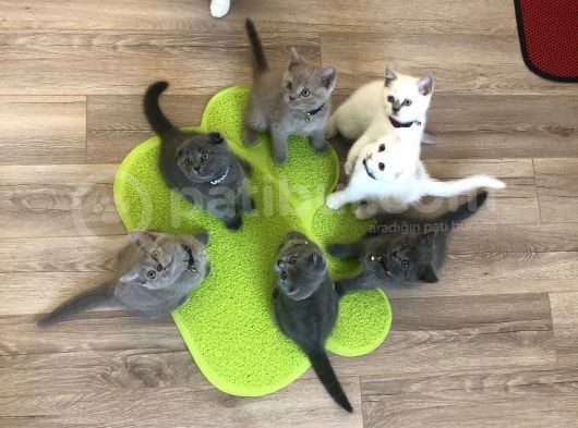 2.5 Aylik Hemen Teslim.orjinal Ev Ortaminda Anne Sutunu Yeterince Almis Suandada Nd Kitten Ile Besleniyor Gayet Sagliklilar.veteriner Kontrolleri Yapildi.
