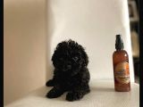 Siyah Toy Poodle Sağlık Ve Irk Garantili