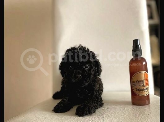 Siyah Toy Poodle Sağlık Ve Irk Garantili görsel