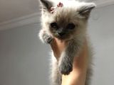 Safkan Blue Point British Shorthair