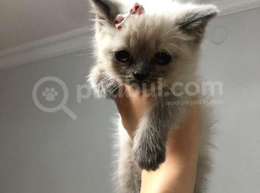 Safkan Blue Point British Shorthair