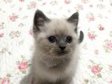 Safkan Blue Point British Shorthair