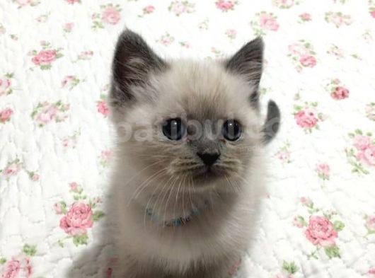 Safkan Blue Point British Shorthair görsel