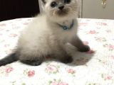 Safkan Blue Point British Shorthair