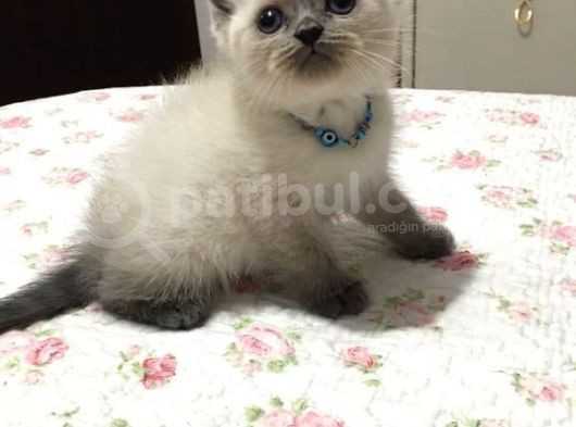 Safkan Blue Point British Shorthair görsel