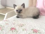 Safkan Blue Point British Shorthair