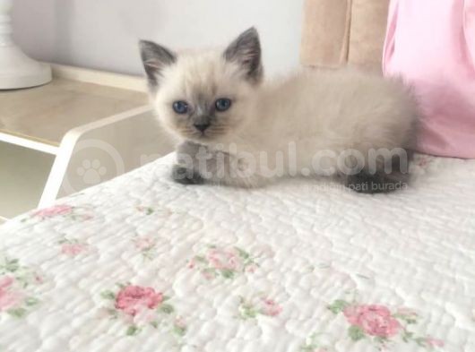 Safkan Blue Point British Shorthair görsel