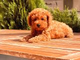 Sağlık Garantili Poodle Yavrular