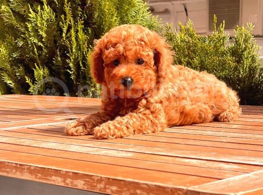 Sağlık Garantili Poodle Yavrular görsel