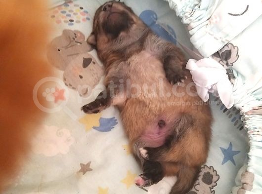 Zwergspitz Pomeranian Spitz Erkek görsel
