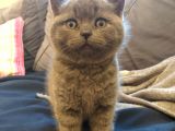 7 Haftalık British Shorthair