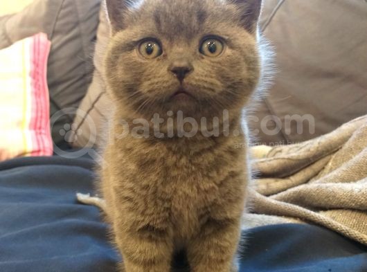 7 Haftalık British Shorthair görsel