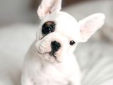 French Bulldog Yavrular