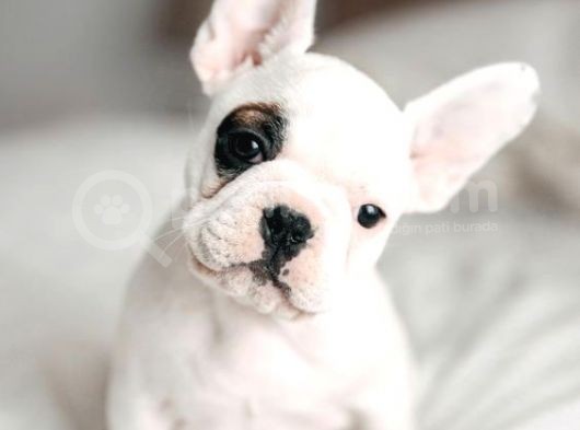 French Bulldog Yavrular görsel